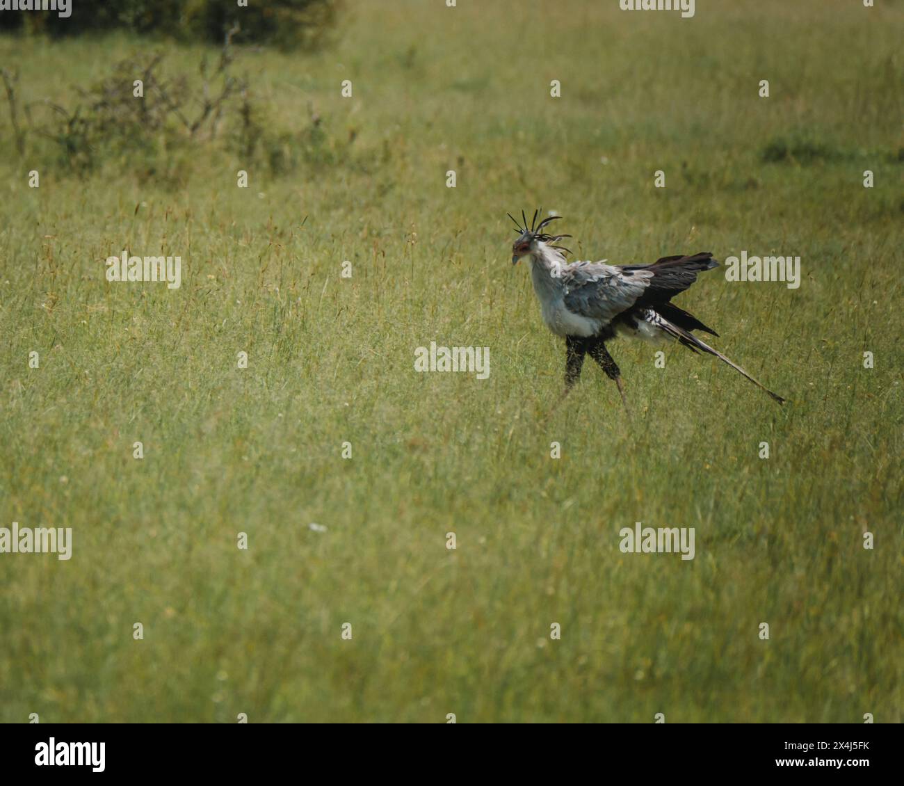 Oiseau secrétaire se promenant dans la prairie du Masai Mara Banque D'Images