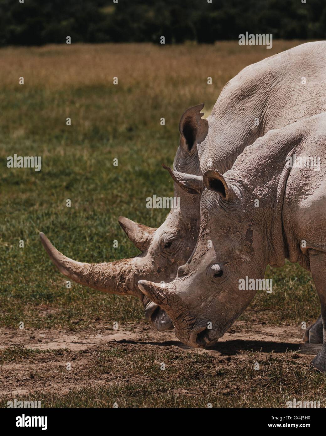 Rhinocéros blancs du sud dans leur habitat naturel, ol Pejeta Conservancy Banque D'Images