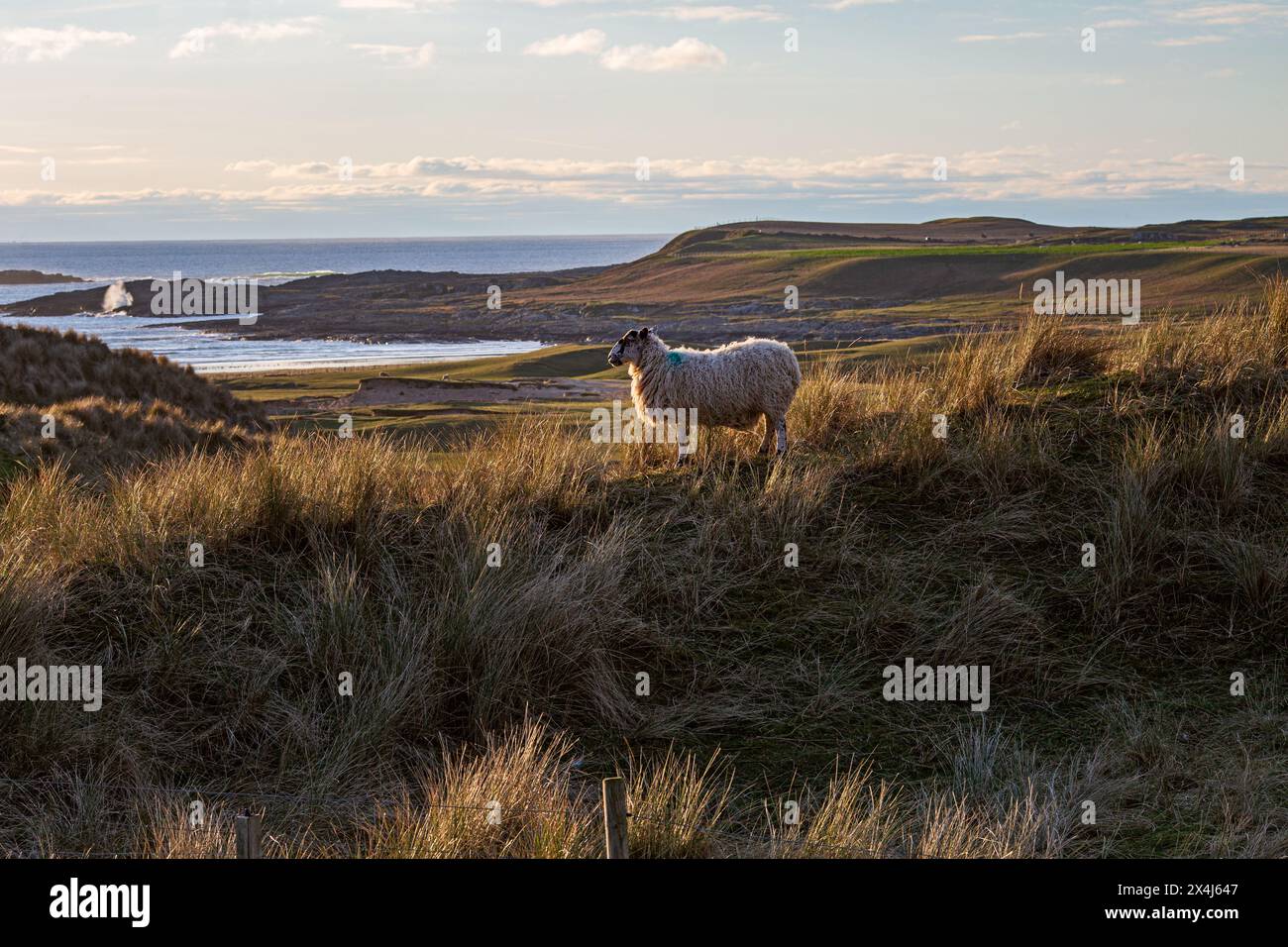 Côte de la baie de Machir. L'arrière-pays herbeux de la baie de Machir, Islay, près de Kilchoman, Islay, Argyll et Bute, Ecosse . Banque D'Images