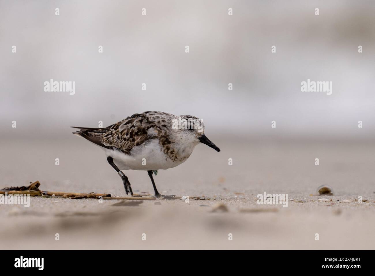 Sanderling marchant sur une plage Banque D'Images