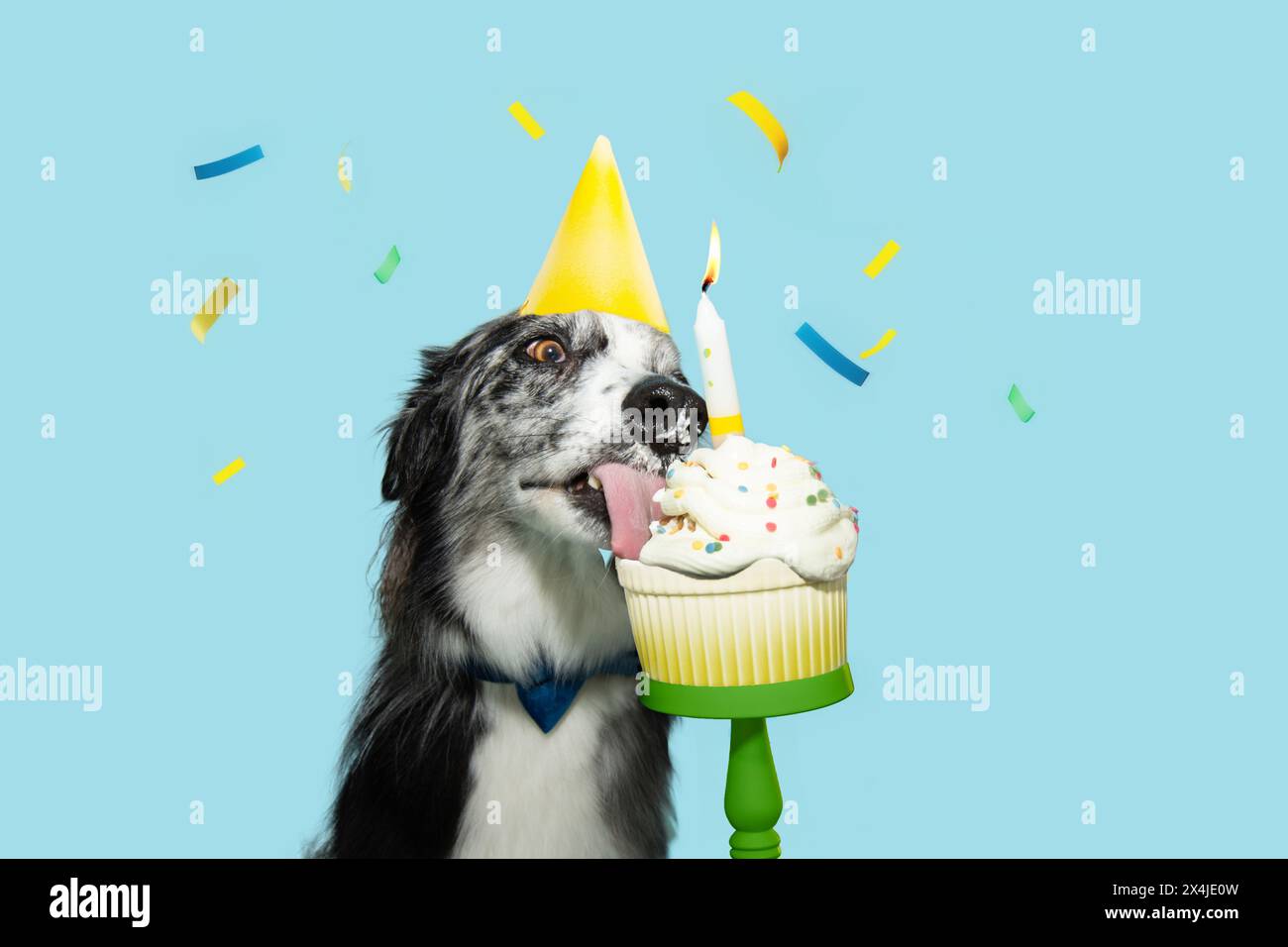 Portrait frontière collie chien célerbating anniversaire avec un gâteau de tasse coloré. Isolé sur fond pastel bleu avec des confettis tombant Banque D'Images