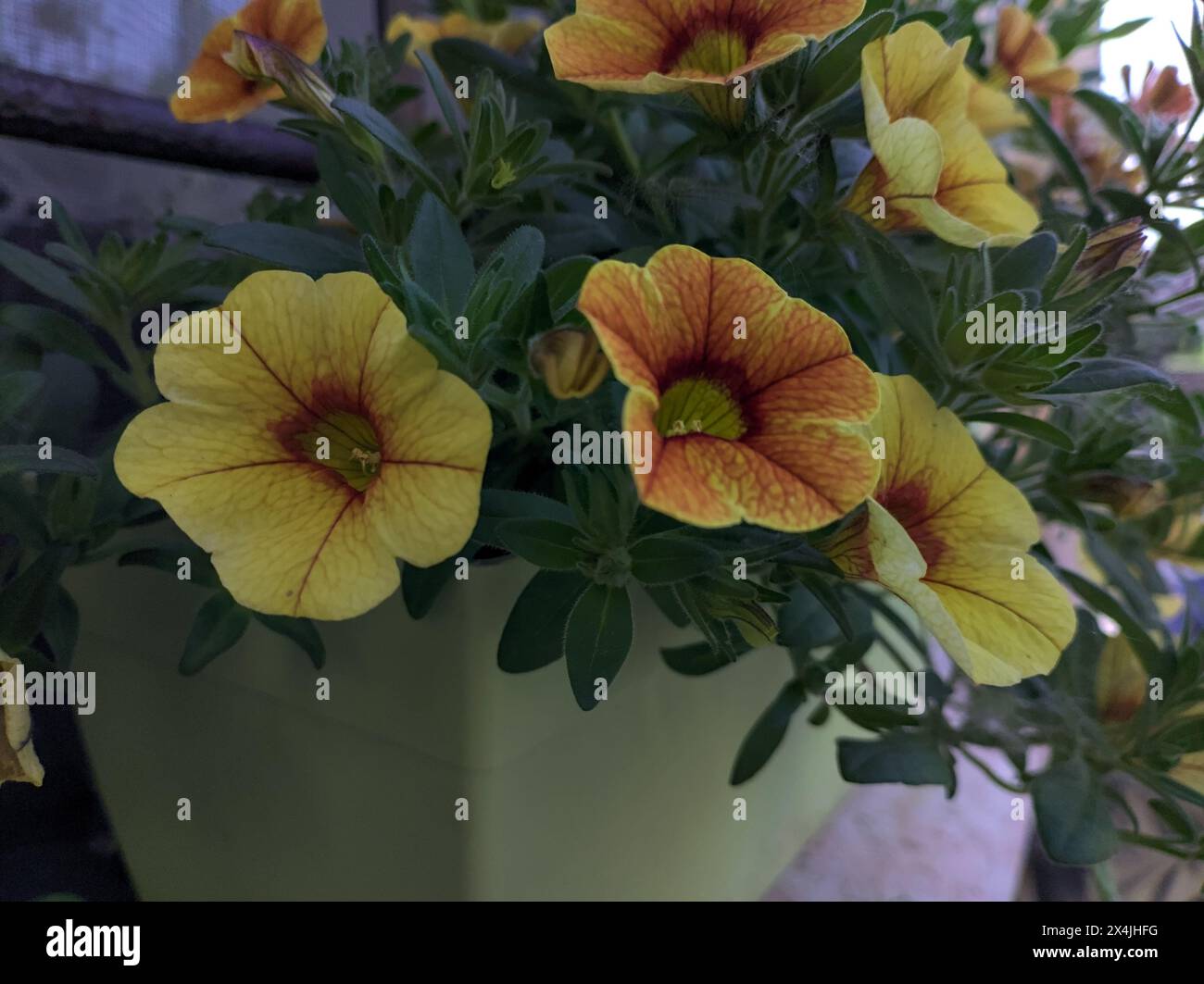 Pétunia jaune dans un vase vu de près Banque D'Images