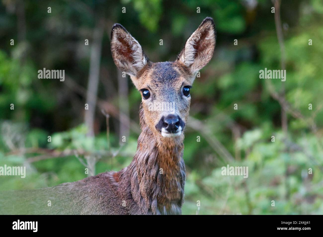 Milford Common, Godalming. 03 mai 2024. Une soirée instable pour les Home Counties alors qu'un front de temps occulté traversait la région. Un chevreuil à Milford Common près de Godalming, dans le Surrey. Crédit : james jagger/Alamy Live News Banque D'Images