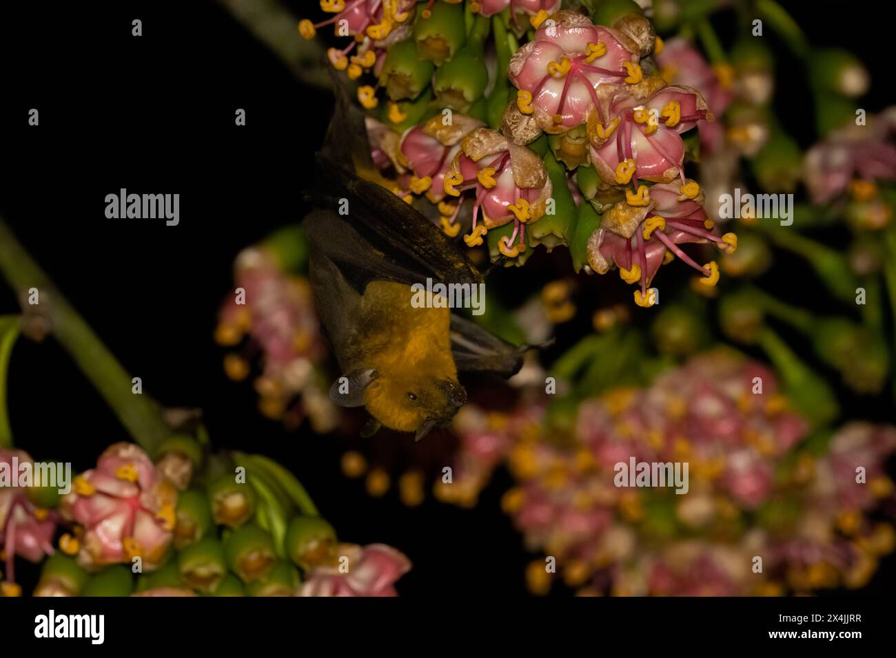 Arbre à fleurs pollinisant les chauves-souris jamaïcaines Banque D'Images