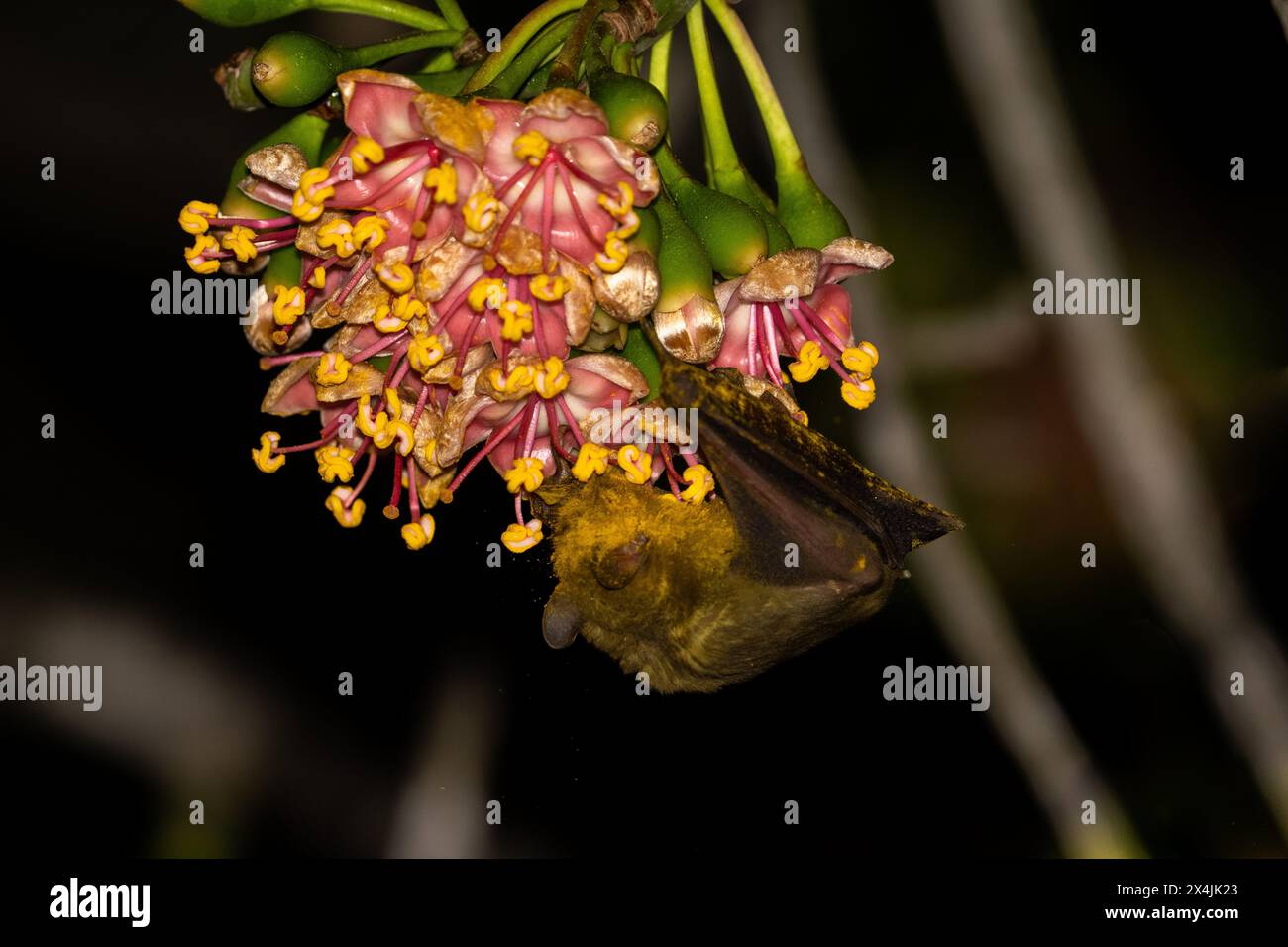 Arbre à fleurs pollinisant les chauves-souris jamaïcaines Banque D'Images