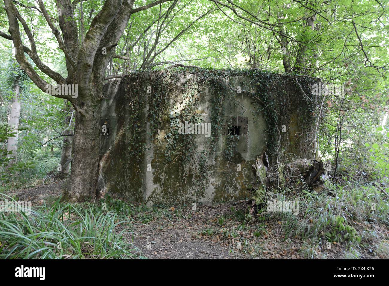 Un poste de défense en béton carré de l'armée britannique de la seconde Guerre mondiale, « stent », dans la forêt près de Sudbury, dans le Suffolk, en Angleterre, au Royaume-Uni. Banque D'Images