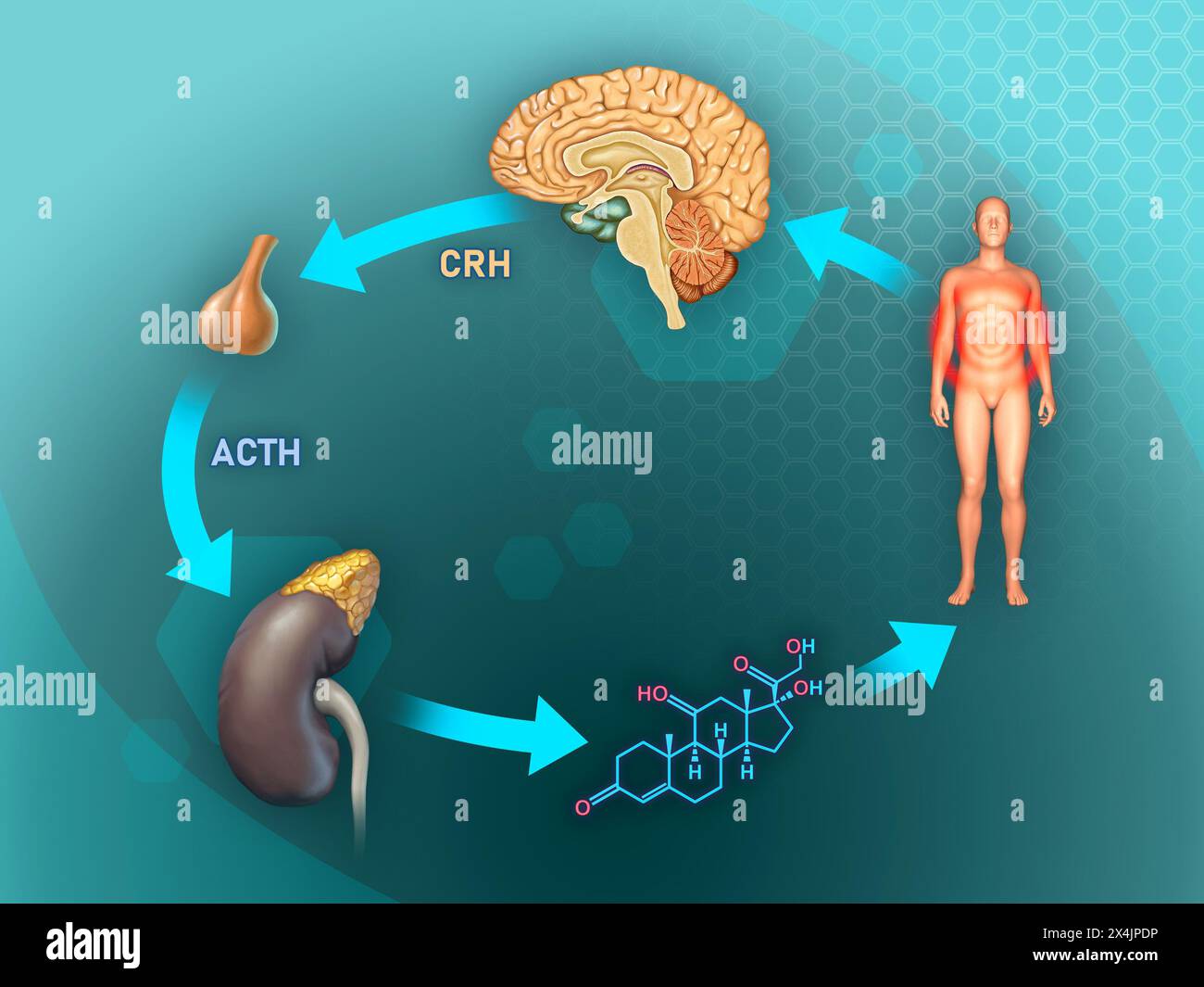 Diagramme basico de réponse au stress du corps humain. Illustratrion numérique, rendu 3D. Banque D'Images