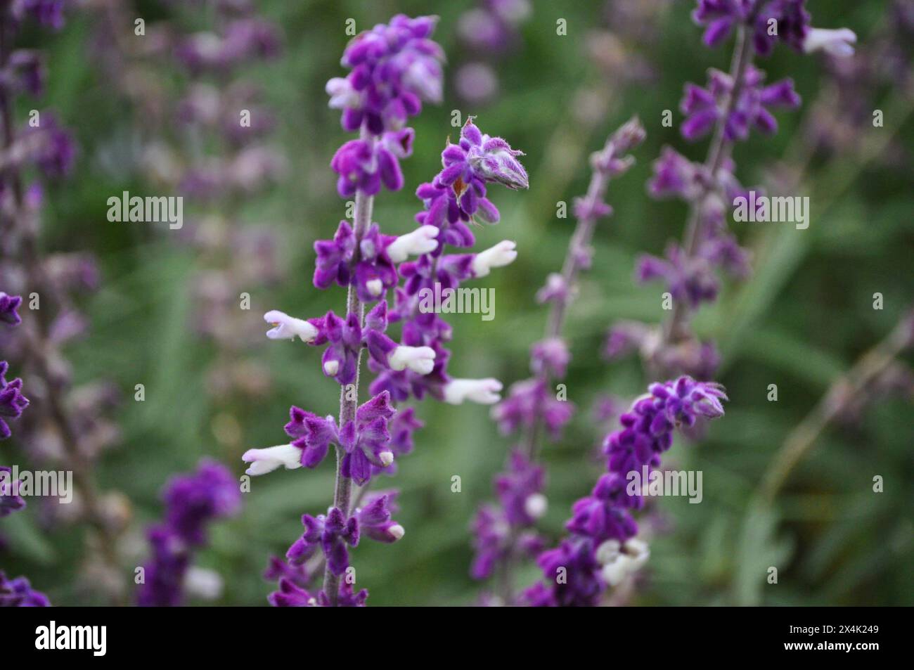 Fleurs violettes de Salvia leucantha fleurissant en automne Banque D'Images