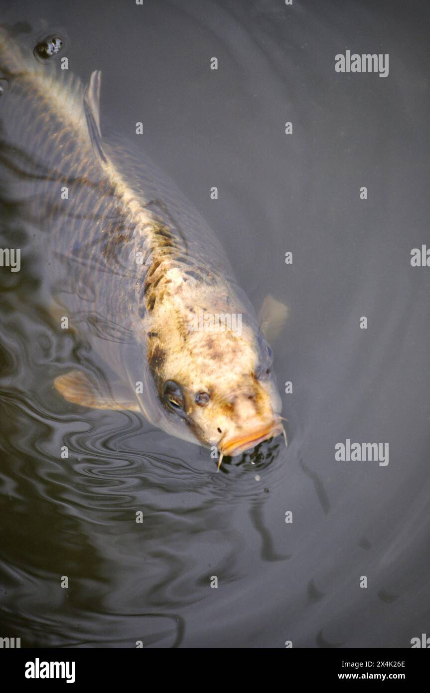 Poisson de carpe dorée dans le lac Banque D'Images