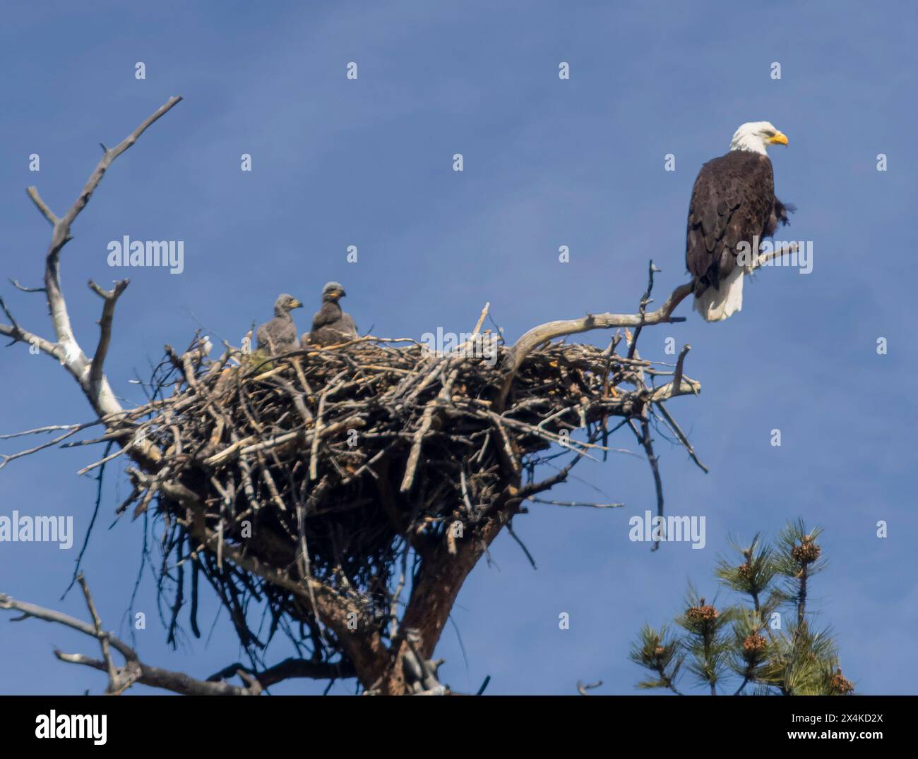 Aiglets et mère aigle dans un nid d'aigles Banque D'Images