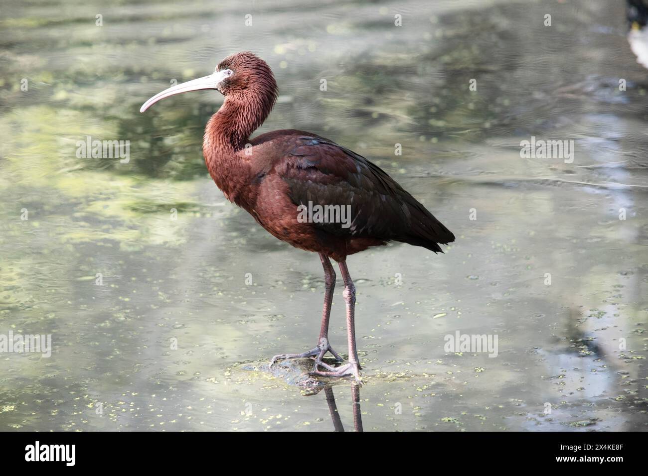 Le cou ibis brillant est brun rougeâtre et le corps est brun bronze avec un éclat métallique irisé sur les ailes. Banque D'Images