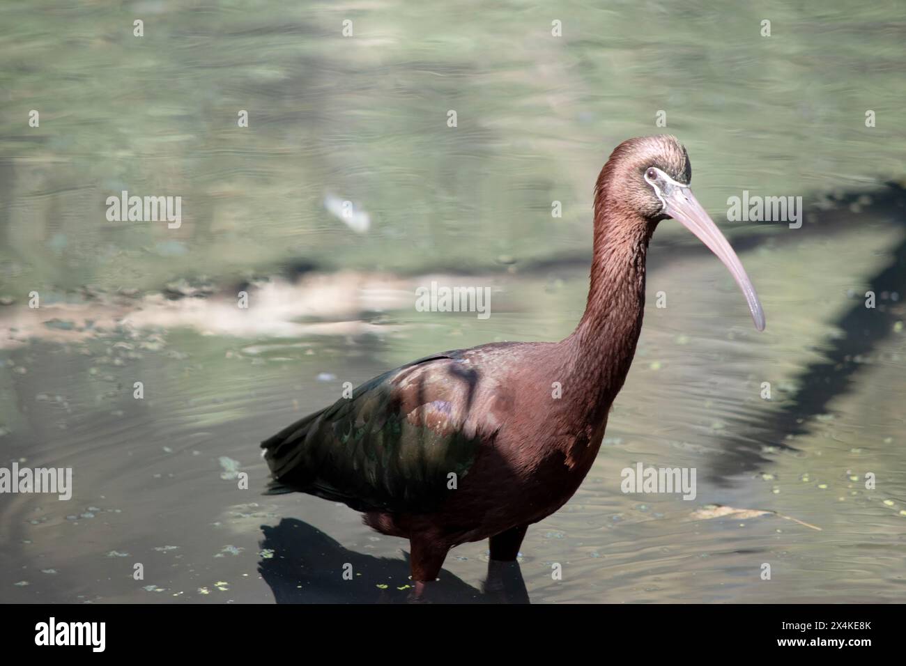 Le cou ibis brillant est brun rougeâtre et le corps est brun bronze avec un éclat métallique irisé sur les ailes. Banque D'Images