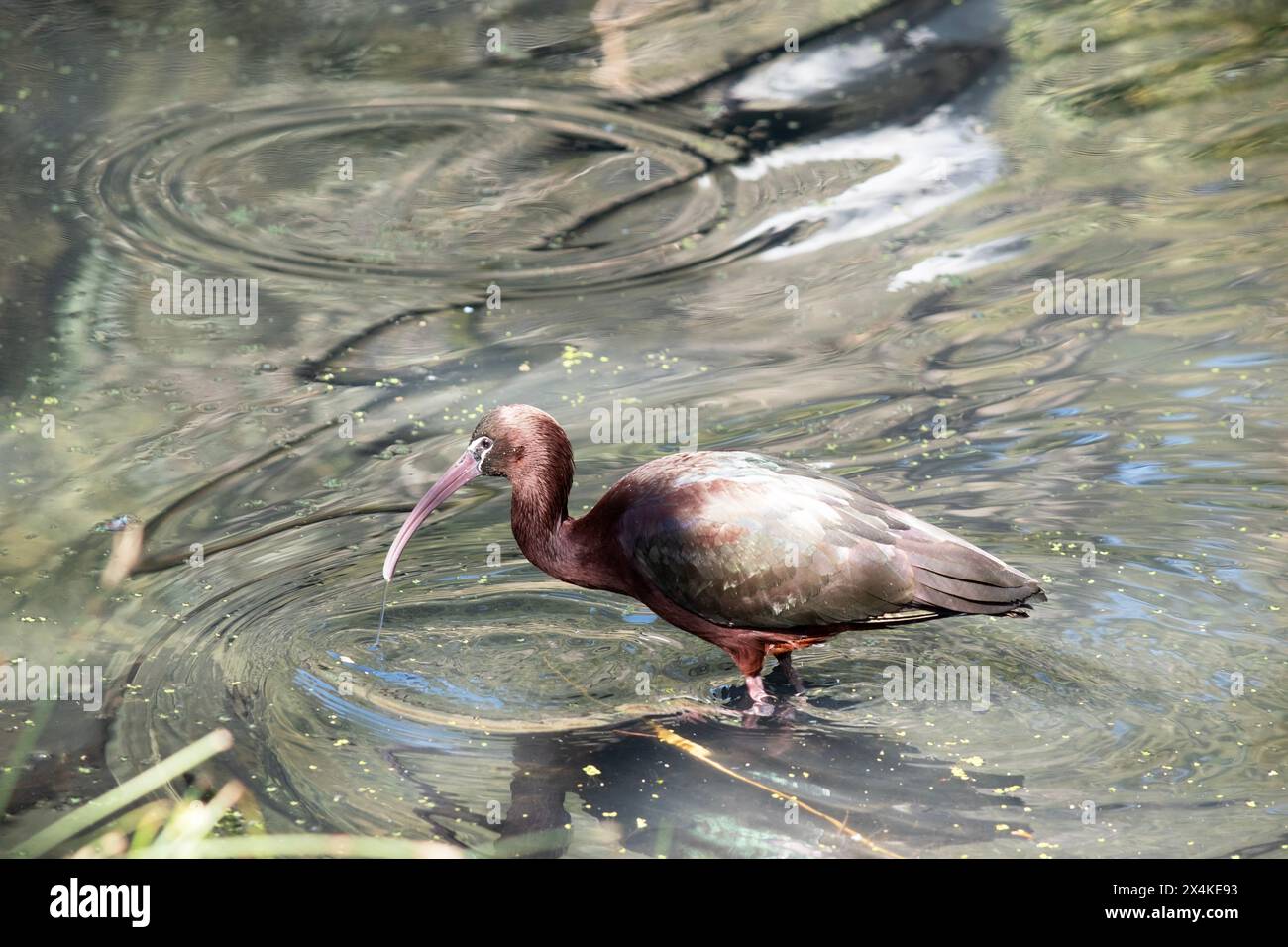 Le cou ibis brillant est brun rougeâtre et le corps est brun bronze avec un éclat métallique irisé sur les ailes. Banque D'Images