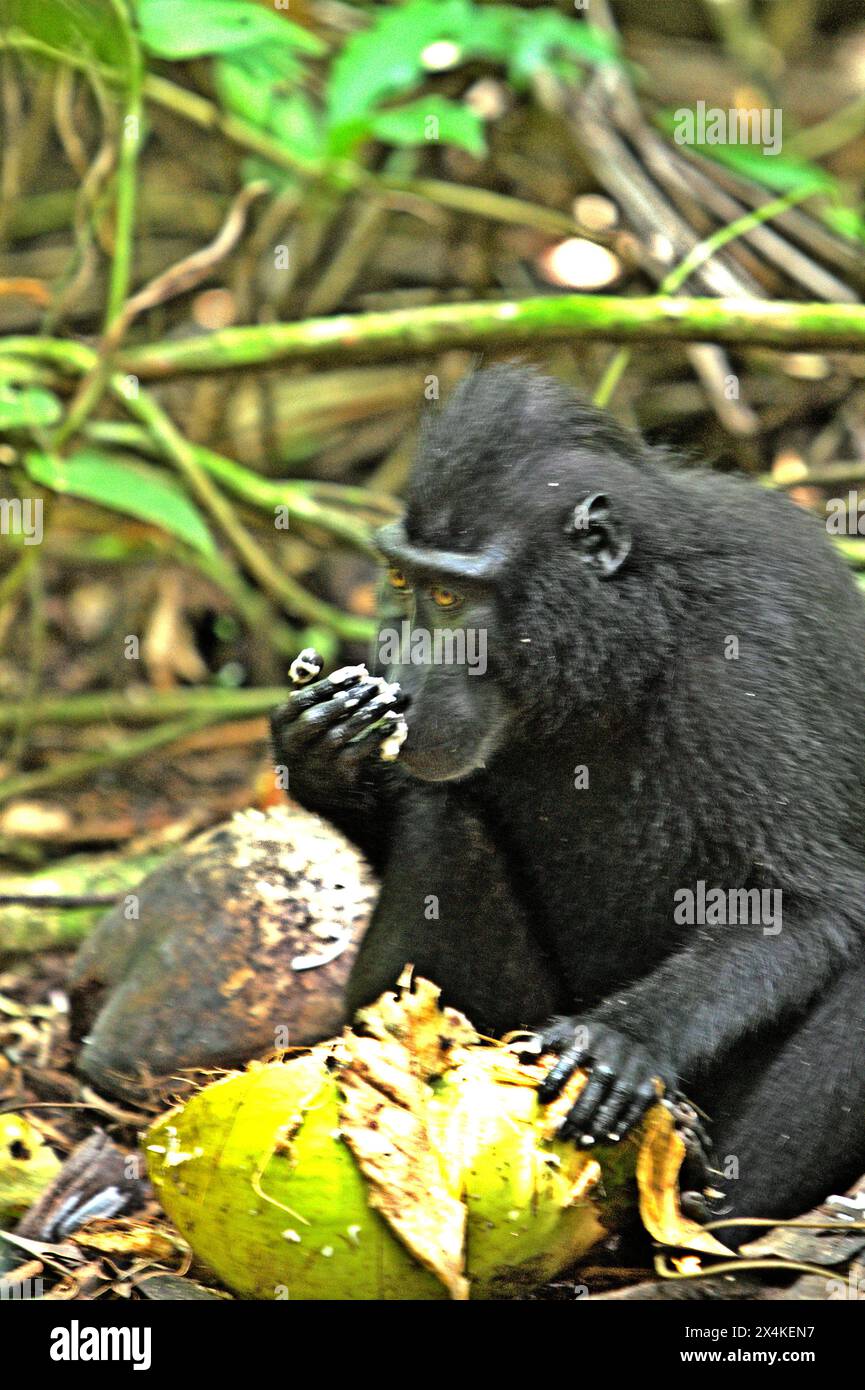 Un macaque à crête (Macaca nigra) mange des fruits de coco, une culture importante pour les communautés de la région, car il est assis sur le sol dans la forêt de Tangkoko, Bitung, Sulawesi du Nord, Indonésie. Abritant de nombreuses espèces sauvages, y compris cette espèce en danger critique d'extinction, la forêt de Tangkoko souffre d'une augmentation de température pouvant atteindre 0,2 degrés Celsius par an, comme l'a rapporté une équipe de primatologues dirigée par Marine Joly, ajoutant que l'abondance globale des fruits est également réduite. Le réchauffement de la température pourrait réduire l'adéquation de l'habitat des espèces de primates, forçant les groupes de singes à quitter des habitats sûrs... Banque D'Images