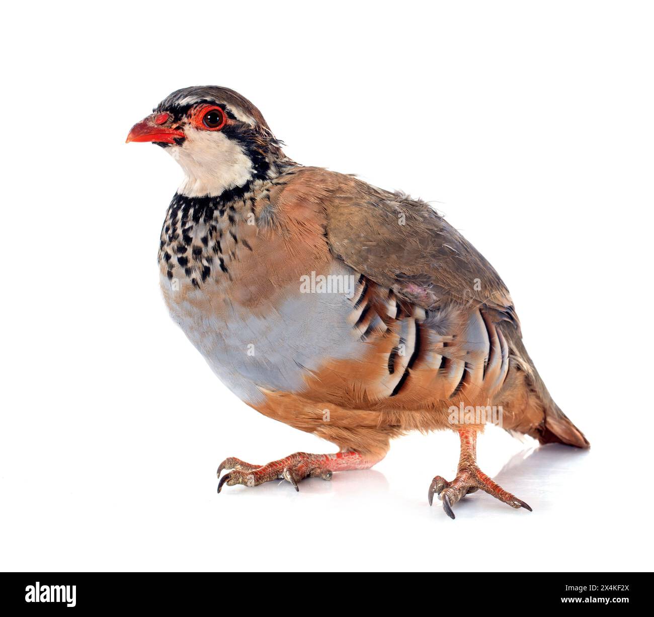 Red-legged Partridge, Français ou Alectoris rufa in front of white background Banque D'Images