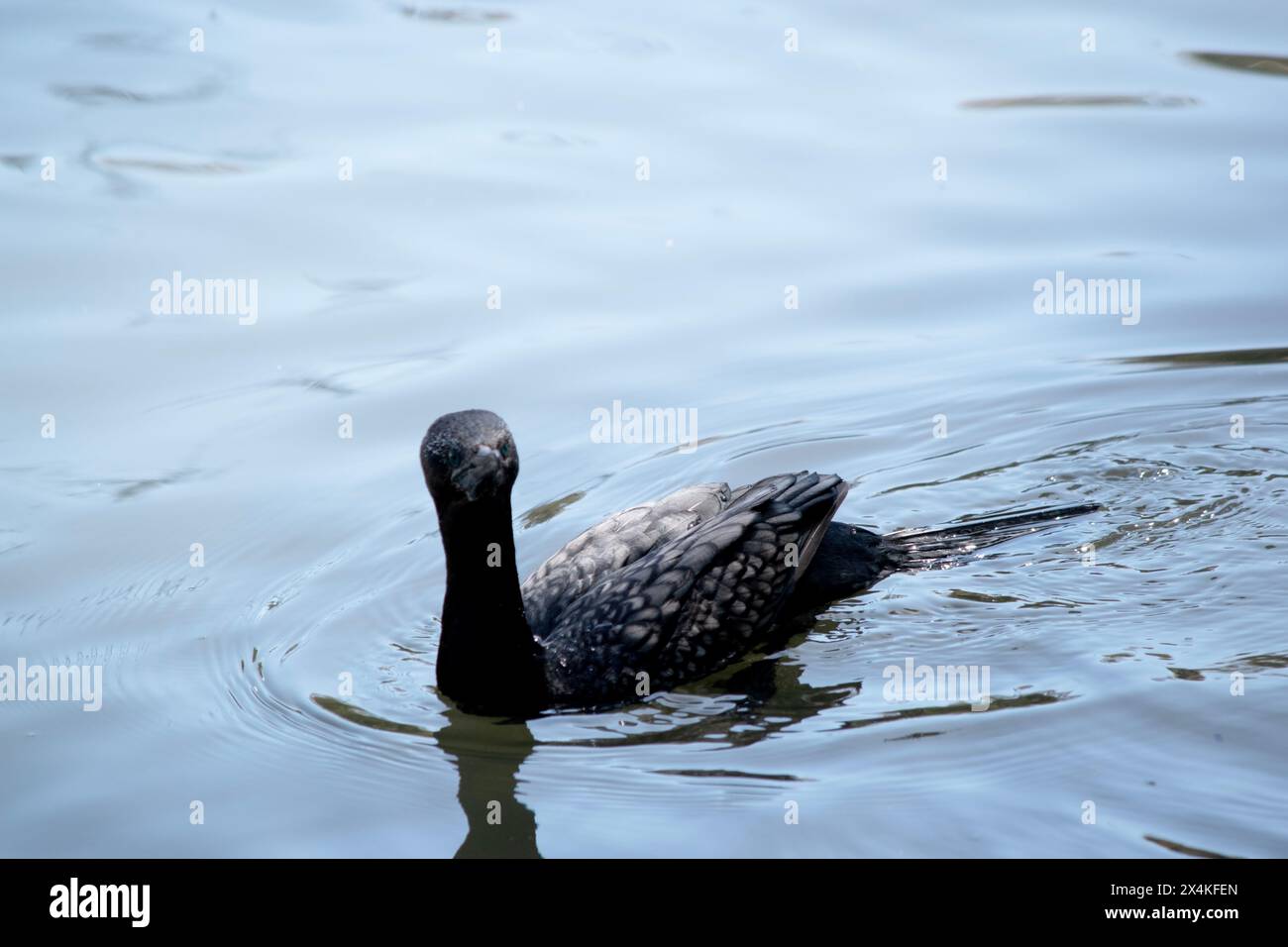 le petit cormoran noir est un oiseau de mer totalement arrière Banque D'Images
