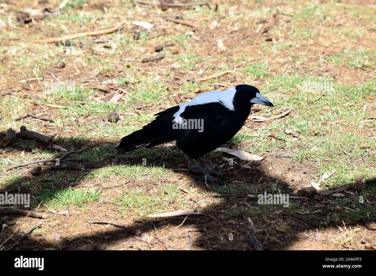 Le magpie est un oiseau distinctif, avec des marques de noir brillant et de blanc brillant. Banque D'Images