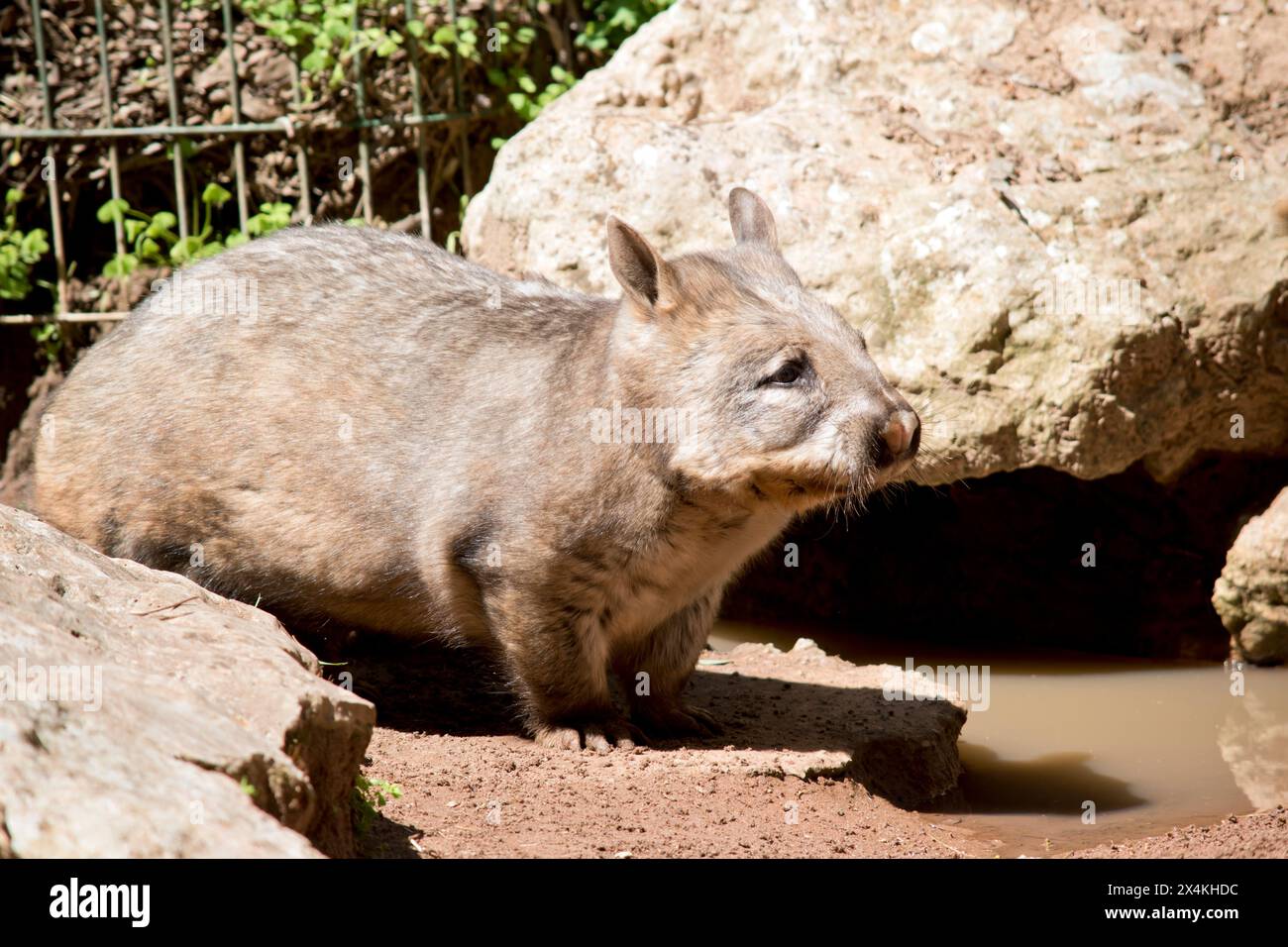 le wombat à nez poilu a des griffes pointues pour creuser est de couleur brune et marche sur quatre pattes comme un chien Banque D'Images