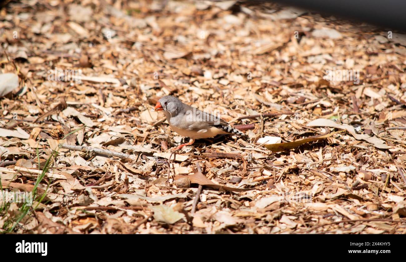 le finch femelle a un corps gris avec un blanc sous le ventre avec une queue noire et blanche. Il a une bande blanche et noire sur son visage Banque D'Images
