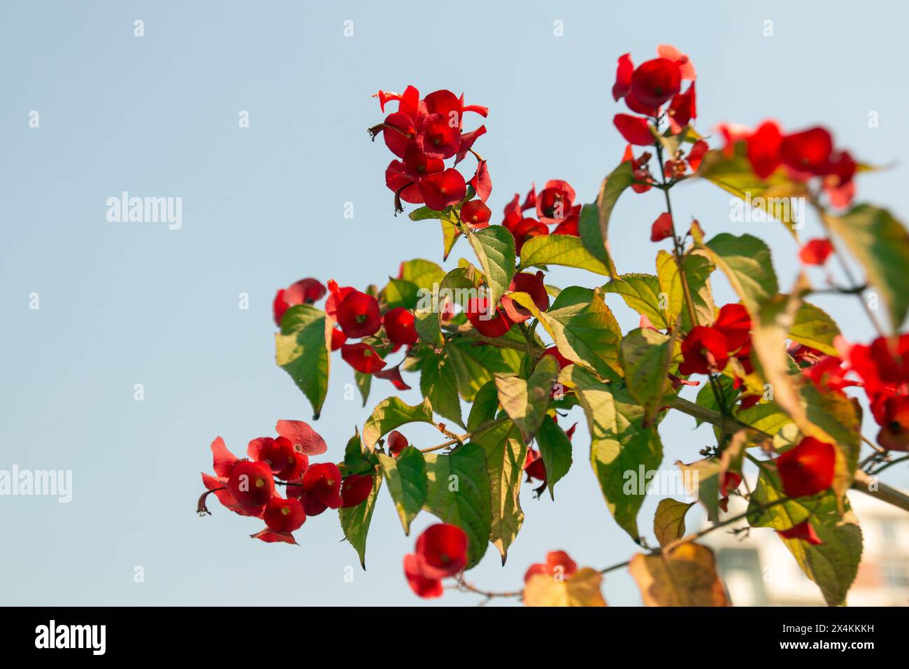 Holmskioldia sanguinea, chapeau chinois, tasse et soucoupe, Parasol Fleur, chapeau mandarines. Floraison en automne et en hiver. Banque D'Images
