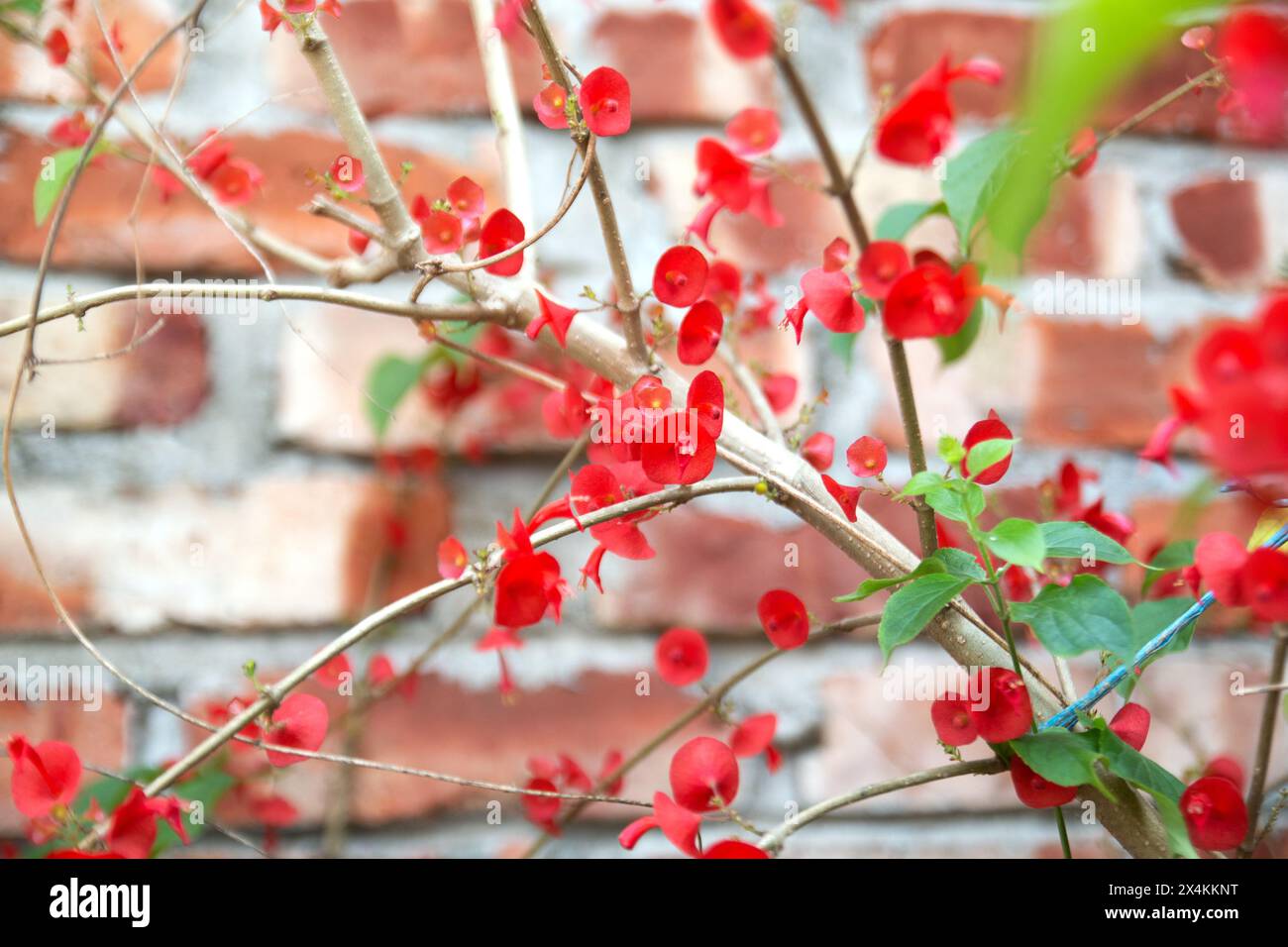 Holmskioldia sanguinea, chapeau chinois, tasse et soucoupe, Parasol Fleur, chapeau mandarines. Floraison en automne et en hiver. Banque D'Images