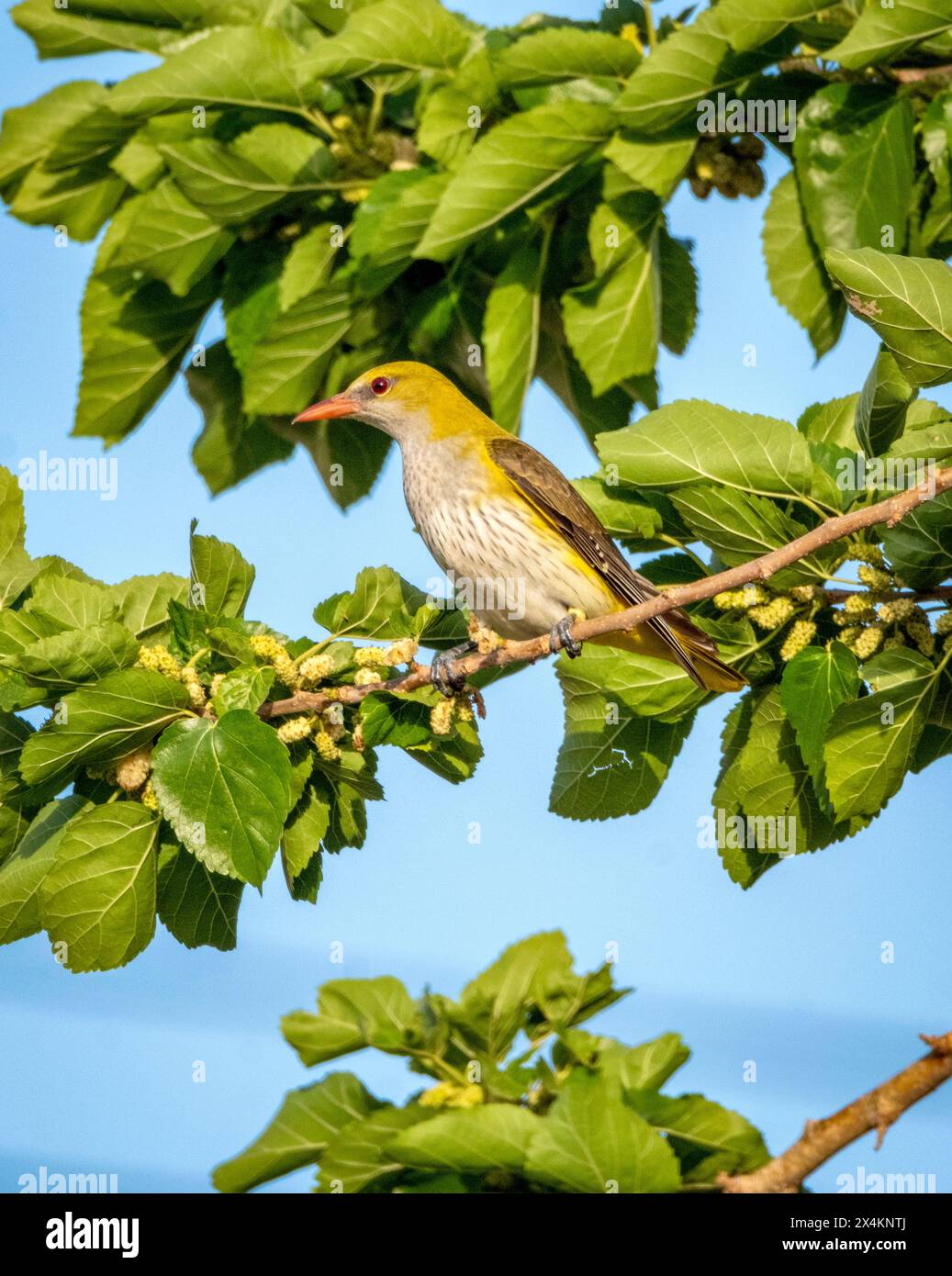 oriole dorée eurasienne femelle (Oriolus oriolus) se nourrissant dans un mûrier, Chypre Banque D'Images