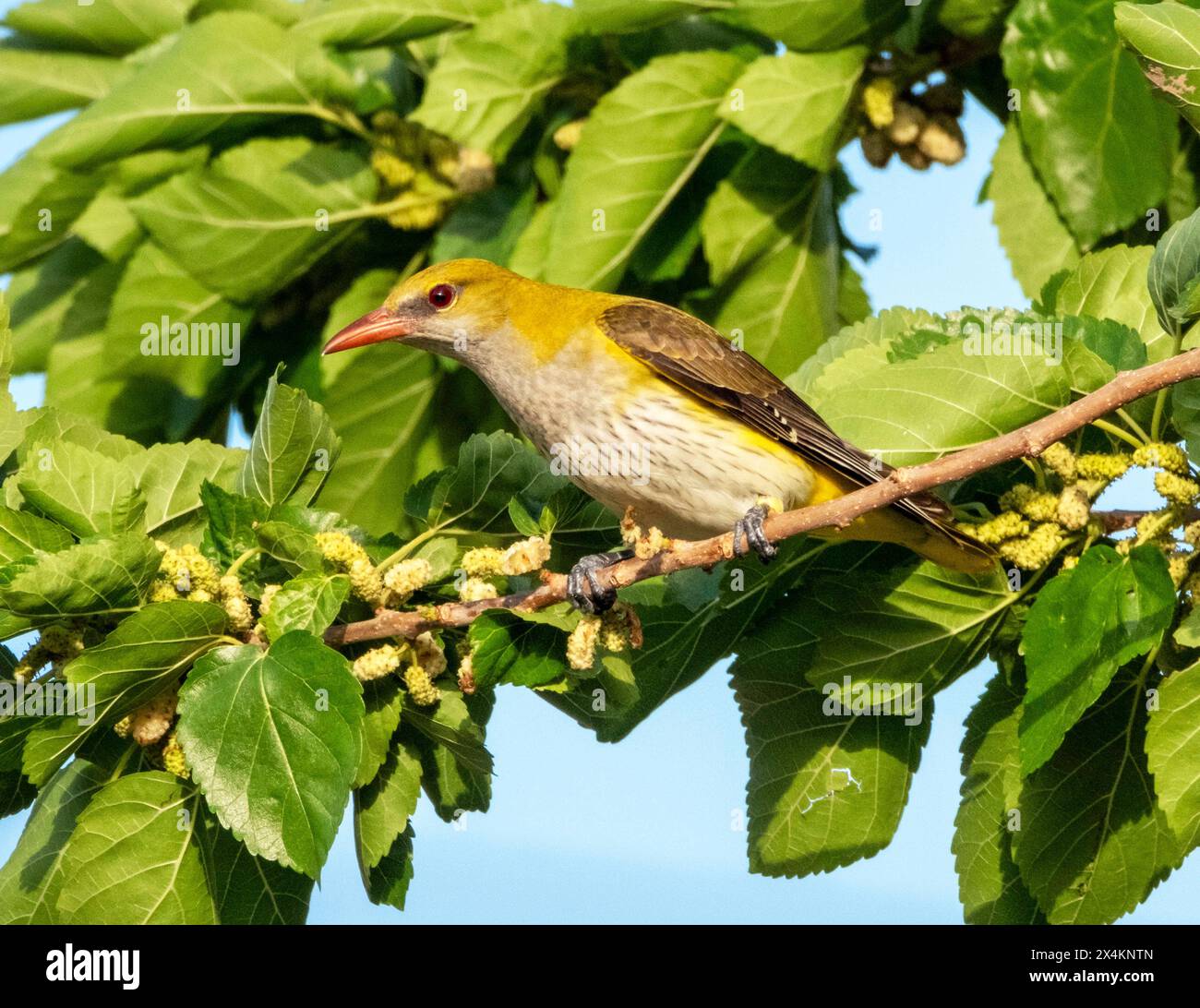 oriole dorée eurasienne femelle (Oriolus oriolus) se nourrissant dans un mûrier, Chypre Banque D'Images