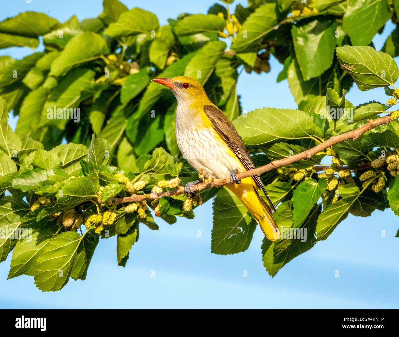 oriole dorée eurasienne femelle (Oriolus oriolus) se nourrissant dans un mûrier, Chypre Banque D'Images