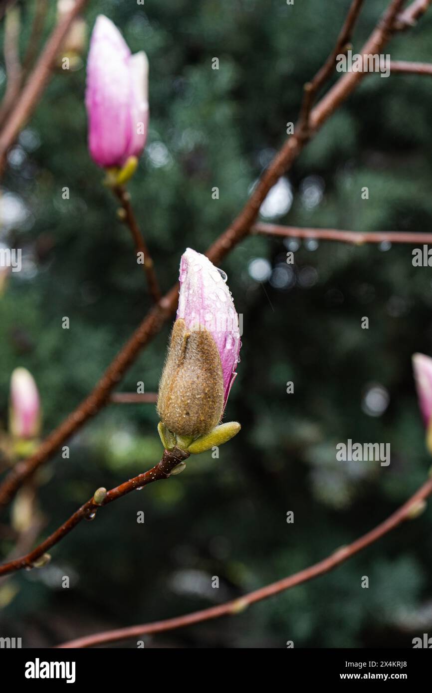 Belle fleur de magnolia arbre dans le parc de printemps dans le jour de pluie Banque D'Images