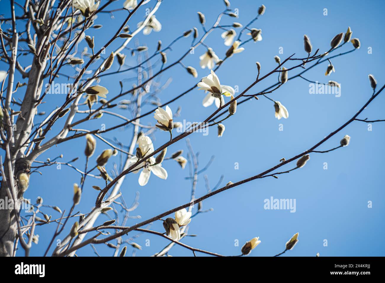 Floraison Anise Magnolia Treein le parc de la ville au printemps Banque D'Images