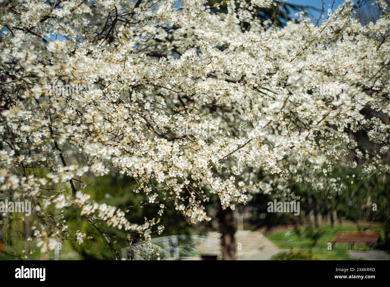 Parc printanier avec cerisiers en fleurs Banque D'Images