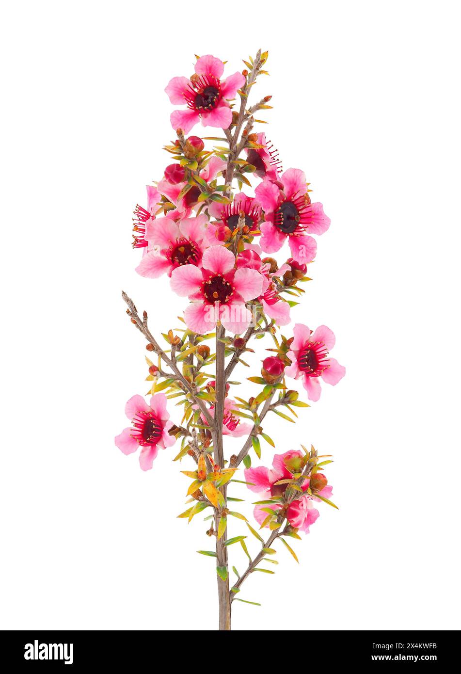 Branche de Manuka en fleurs isolée sur fond blanc, Leptospermum scoparium Banque D'Images