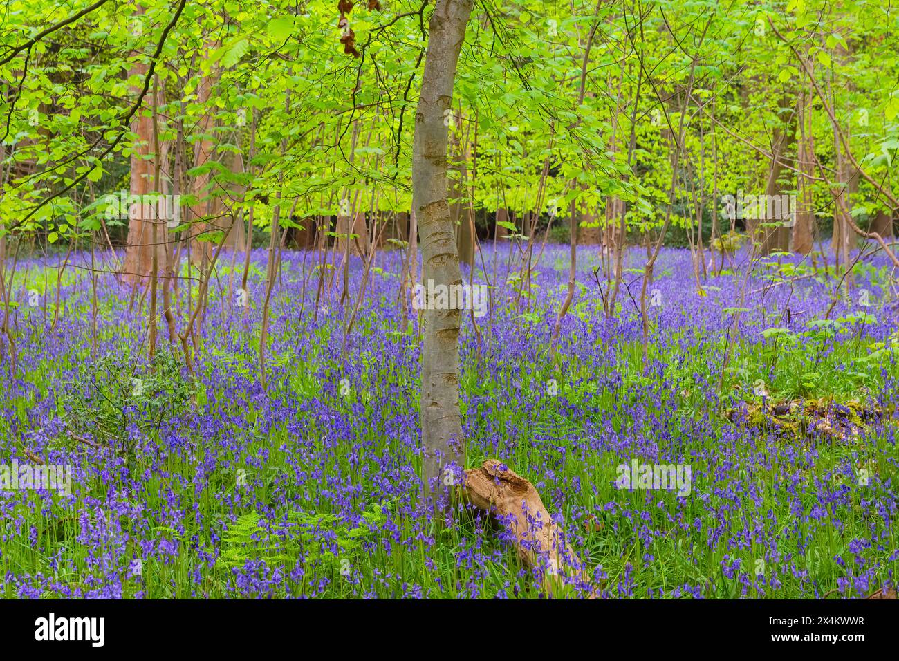 Bluebells dans un bois local, Écosse Royaume-Uni Banque D'Images
