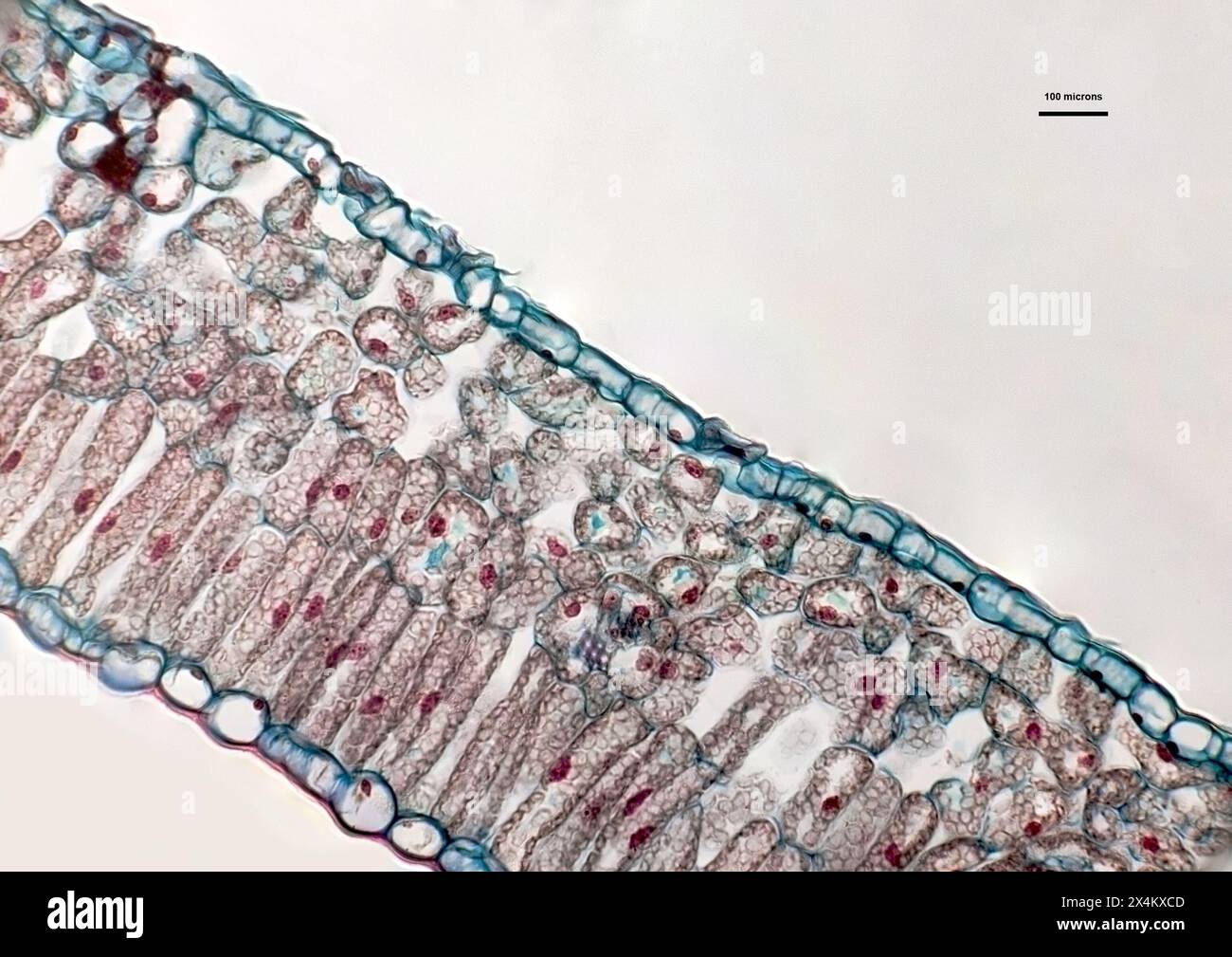 Cellules foliaires sous microscope optique Banque D'Images