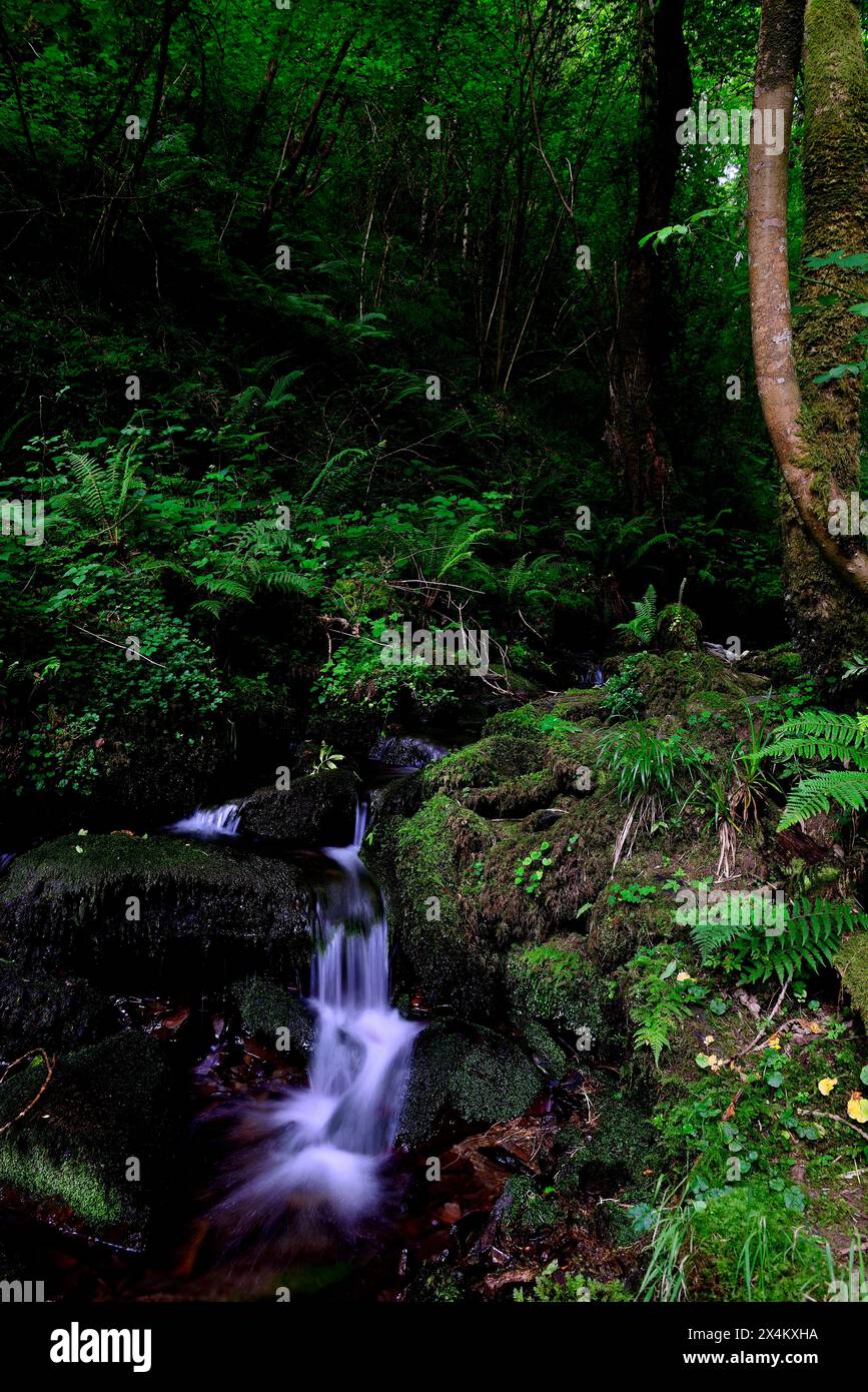 Cascada de A Salgueira, Taramundi, Asturian, Espagne Banque D'Images