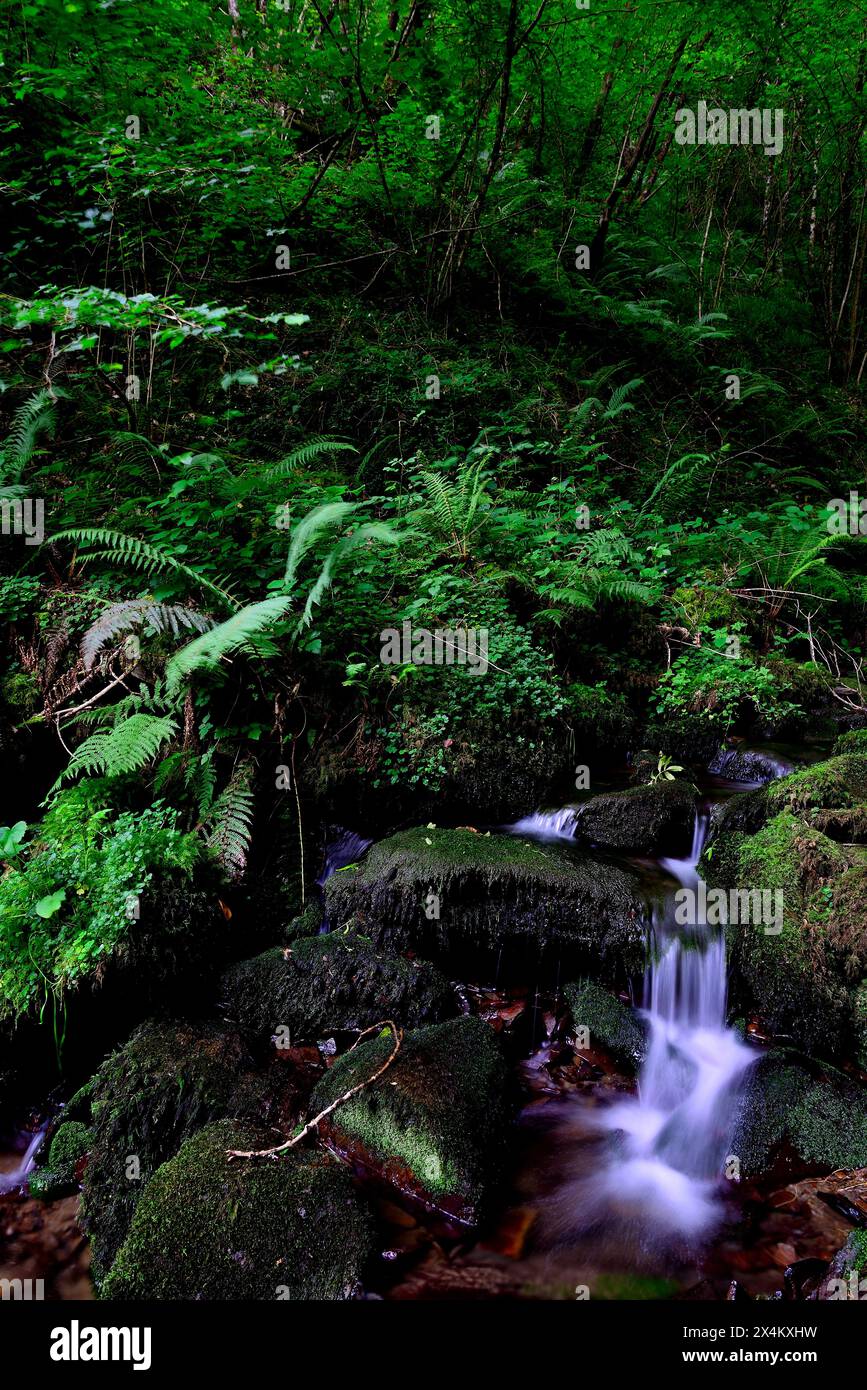 Cascada de A Salgueira, Taramundi, Asturian, Espagne Banque D'Images