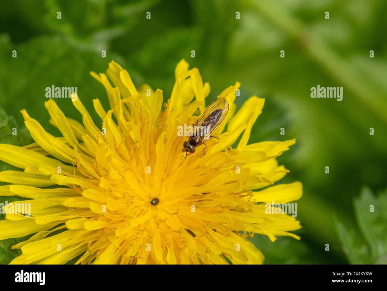 Melanostoma scalare hoverfly sur pissenlit Banque D'Images