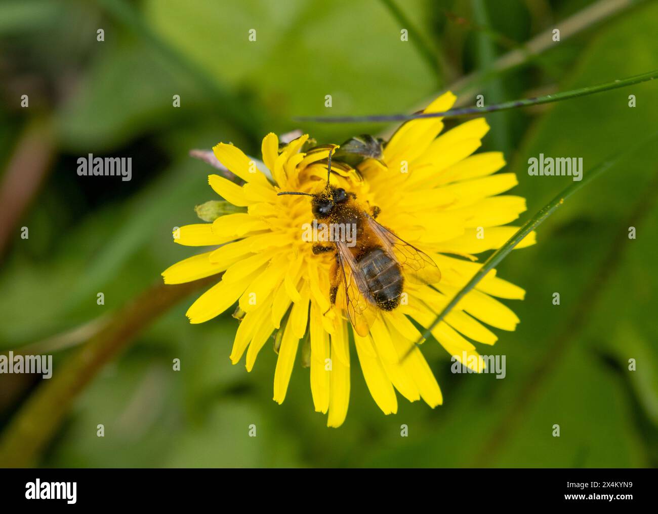 Abeille minière Buffish sur pissenlit Banque D'Images