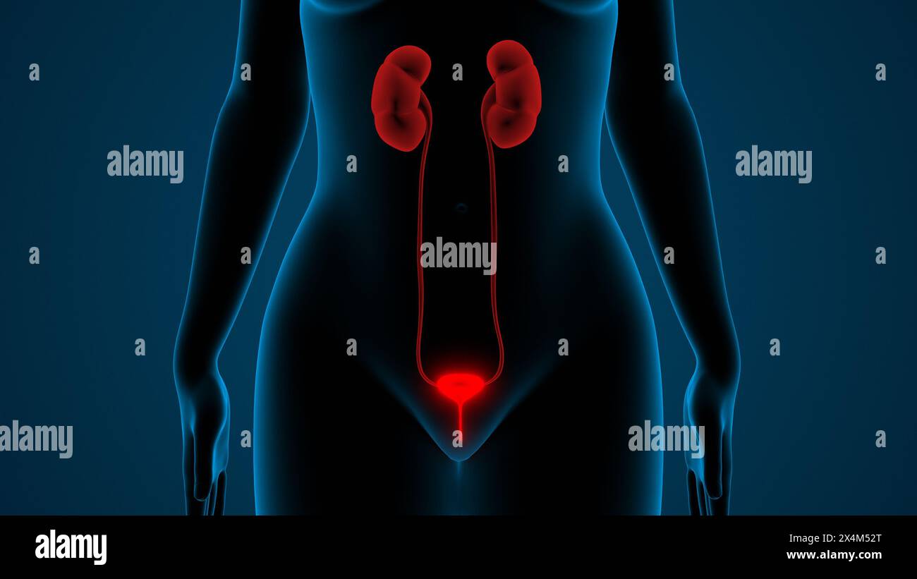 Reins féminins du système urinaire avec anatomie de la vessie Banque D'Images