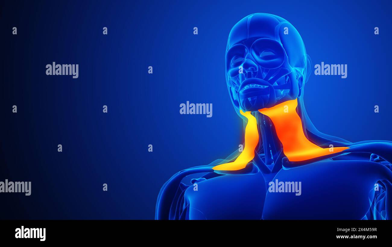 Anatomie des muscles du cou du système musculaire du corps humain Banque D'Images