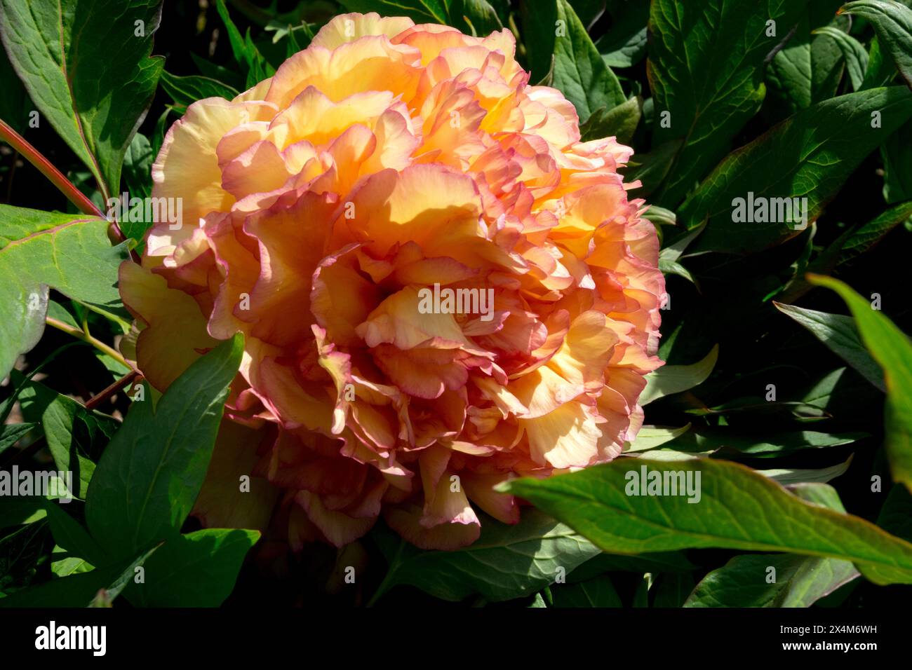 Orange, fleur Paeonia 'souvenir de Maxime Cornu' Paeonia lutea arbre hybride pivoines Banque D'Images