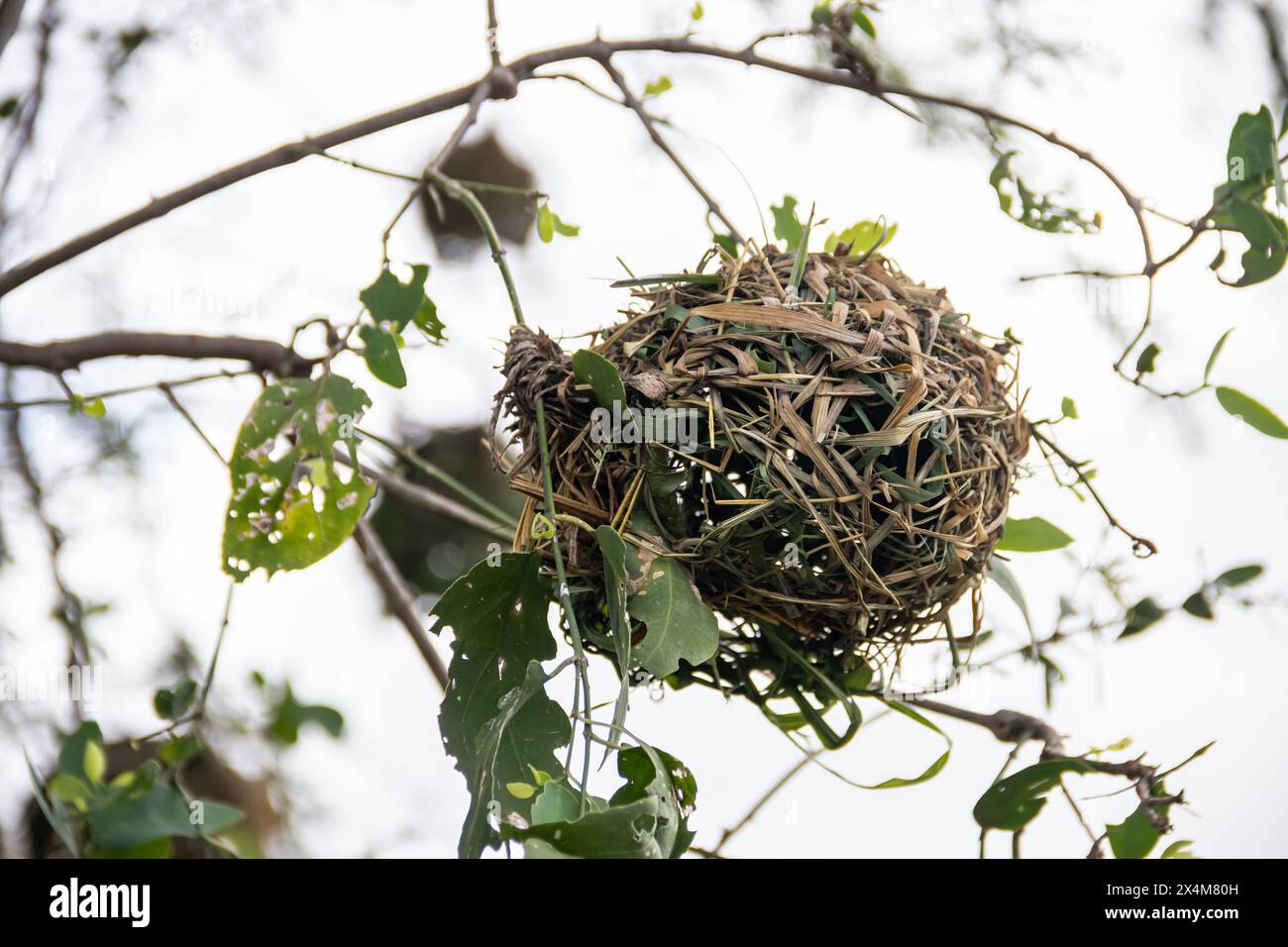 Un nid finement tissé, méticuleusement fabriqué par des oiseaux d'herbe sèche et de branches, repose confortablement au milieu de la savane africaine Banque D'Images