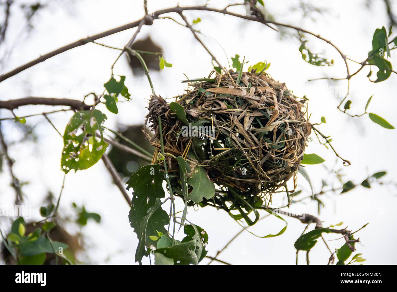 Un nid finement tissé, méticuleusement fabriqué par des oiseaux d'herbe sèche et de branches, repose confortablement au milieu de la savane africaine Banque D'Images