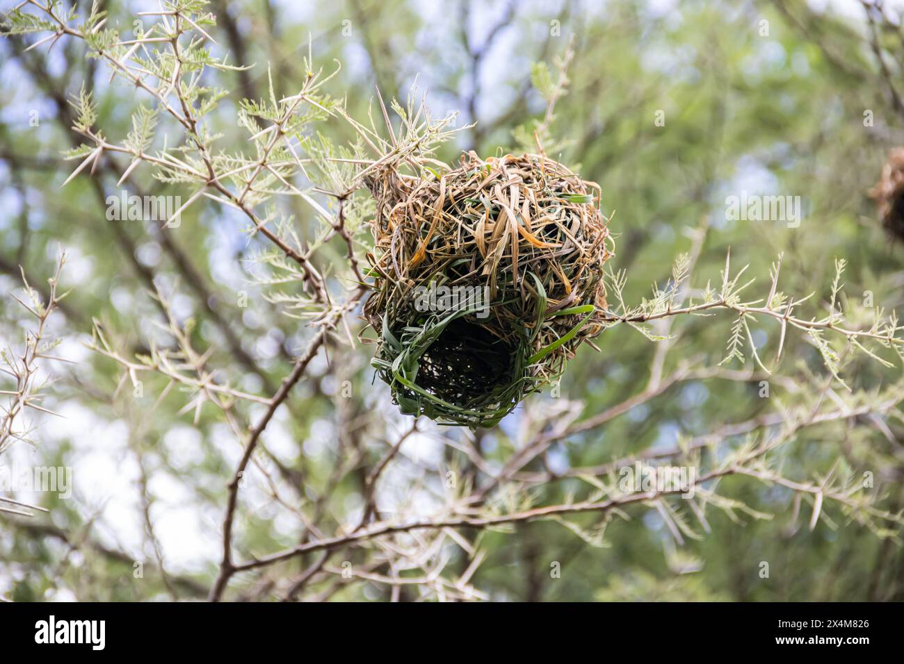 Un nid finement tissé, méticuleusement fabriqué par des oiseaux d'herbe sèche et de branches, repose confortablement au milieu de la savane africaine Banque D'Images
