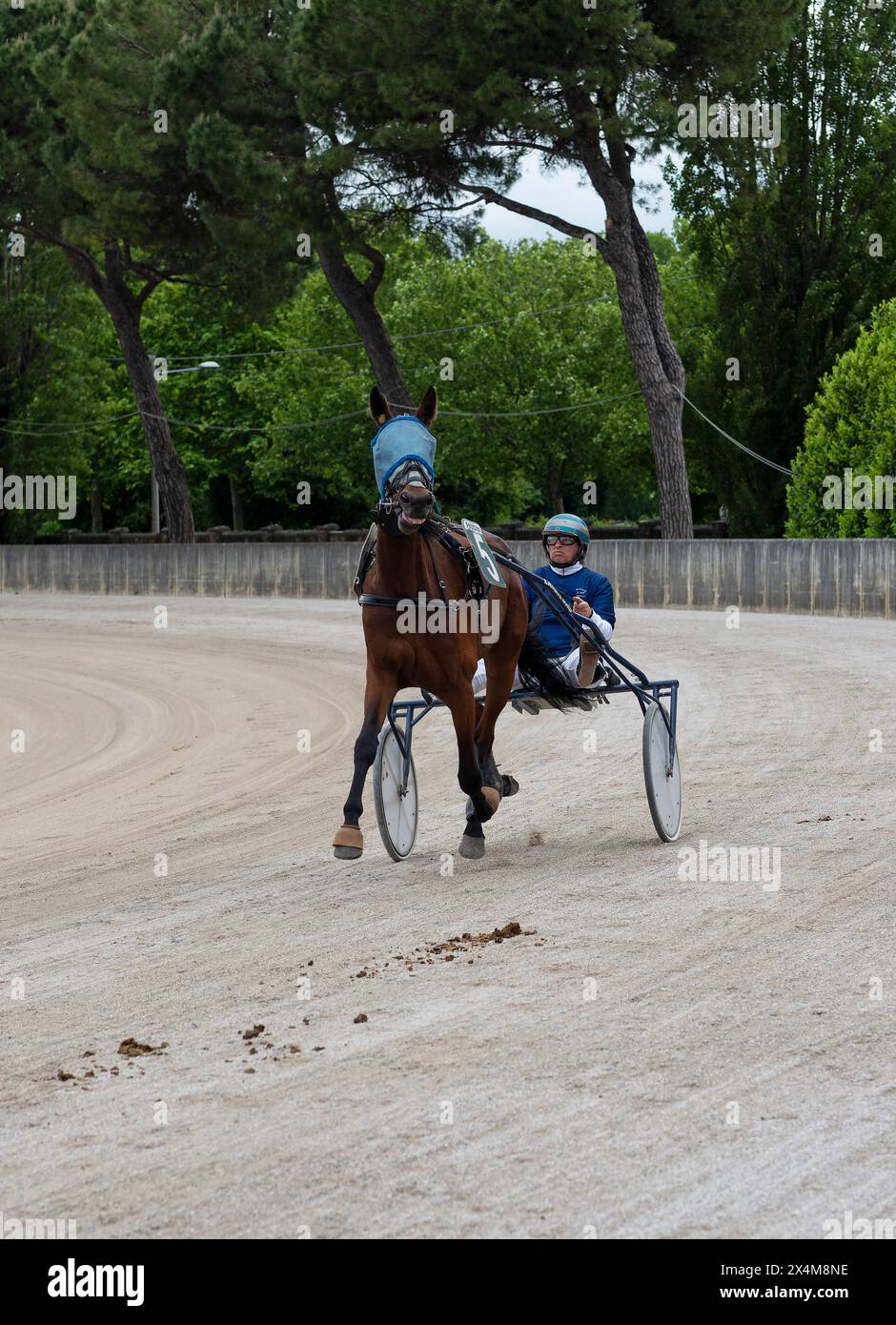 Entraînement avant la compétition de trot, cheval et jockey sur sulky en action sur piste de sable à l'hippodrome de Padoue en Italie. Prise de vue verticale Banque D'Images