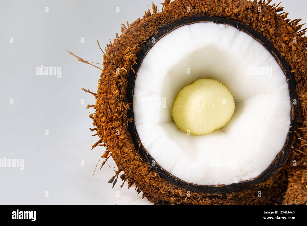 Une noix de coco recouverte de fibre de coco ou de noix de coco qui a chair blanche ou de la viande de noix de coco et embryon de noix de coco à l'intérieur tranché en deux. Banque D'Images