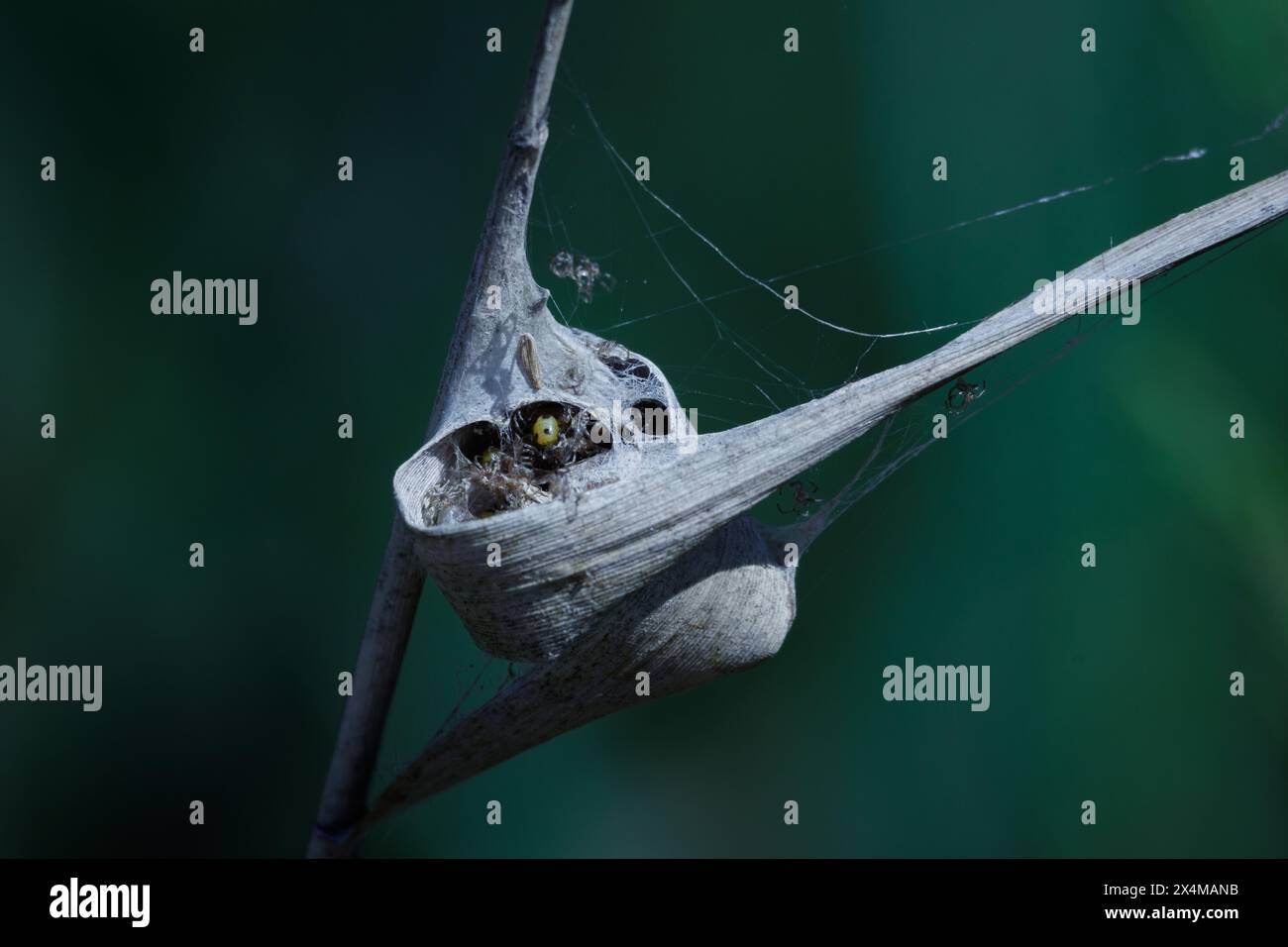 Nid d'araignée en feuille de roseau dans le parc naturel El Hondo, Espagne Banque D'Images