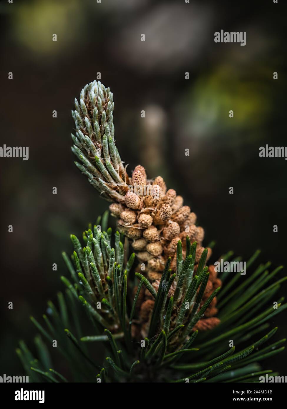 Gros plan de jeunes bourgeons de pin et d'aiguilles à la lumière naturelle douce, une macro-image botanique montrant la croissance printanière, les détails de la forêt et le beau naturel à feuilles persistantes Banque D'Images