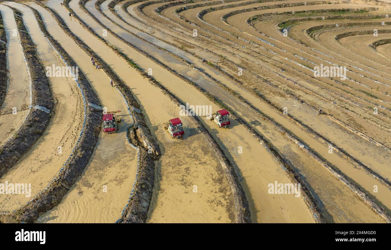 Pékin, Chine. 4 mai 2024. Une photo de drone prise le 4 mai 2024 montre des agriculteurs nivelant des champs pour la transplantation de riz dans la ville de Wenshan, dans la préfecture autonome de Wenshan Zhuang et Miao, dans la province du Yunnan, au sud-ouest de la Chine. Les agriculteurs chinois sont occupés par les travaux de terrain avec l'approche de 'Lixia', le septième terme solaire du calendrier lunaire chinois qui marque le début de l'été. Crédit : Xiong Pingxiang/Xinhua/Alamy Live News Banque D'Images