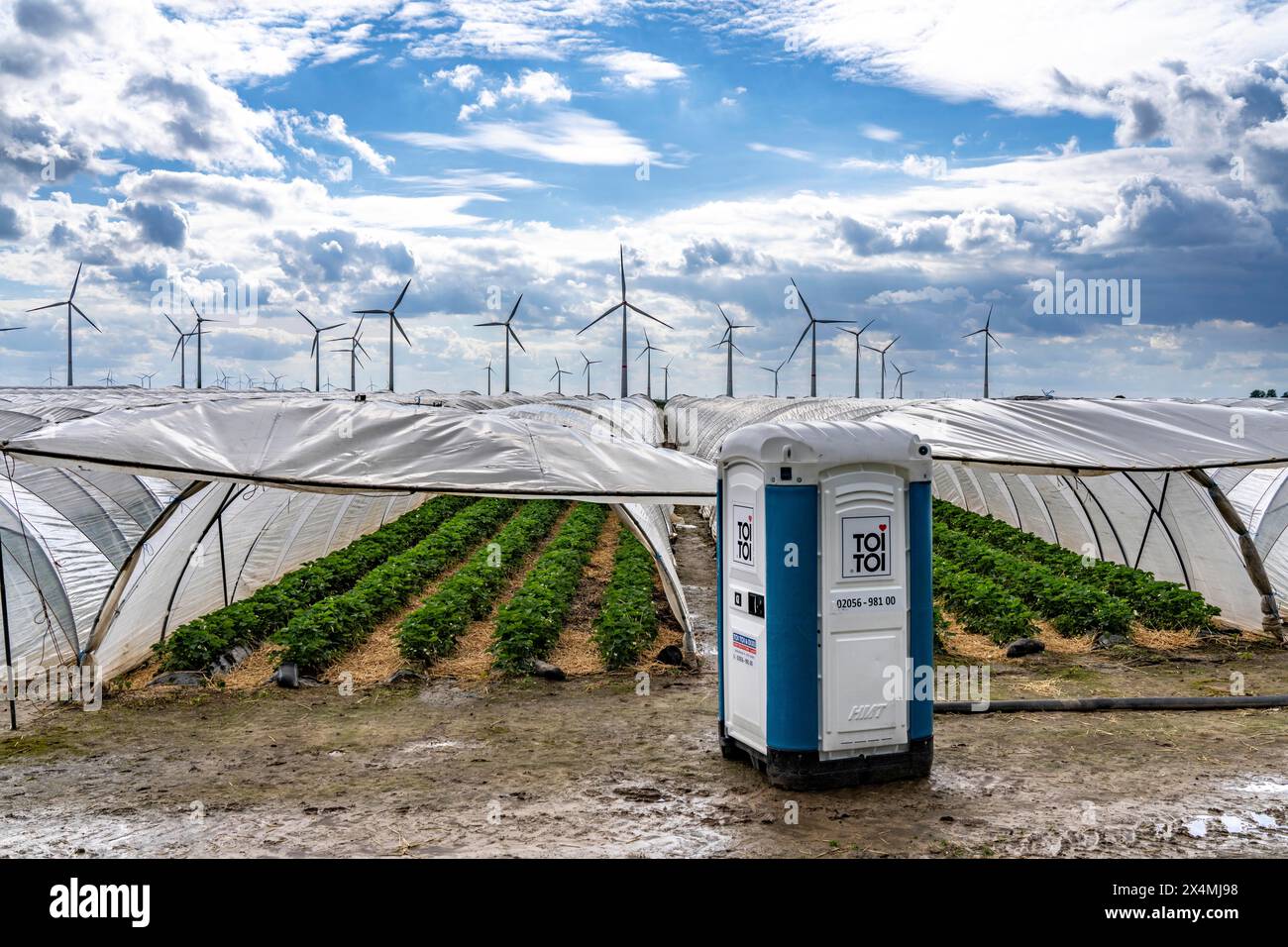 Agriculture, grandes surfaces avec tunnel de feuille, pour la culture de fraises, ferme éolienne, au sud de Lövenich, appartient à Erkelenz, dans le district de Banque D'Images